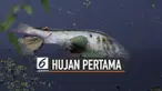Setelah kemarau panjang, beberapa daerah di Indonesia mulai hujan. Namun ternyata hujan pertama setelah kemarau panjang bisa berdampak buruk.