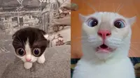 6 Potret Kucing Terlihat Kaget Ini Lucu, Bola Mata Melotot  (Twitter/shouldhavecat)