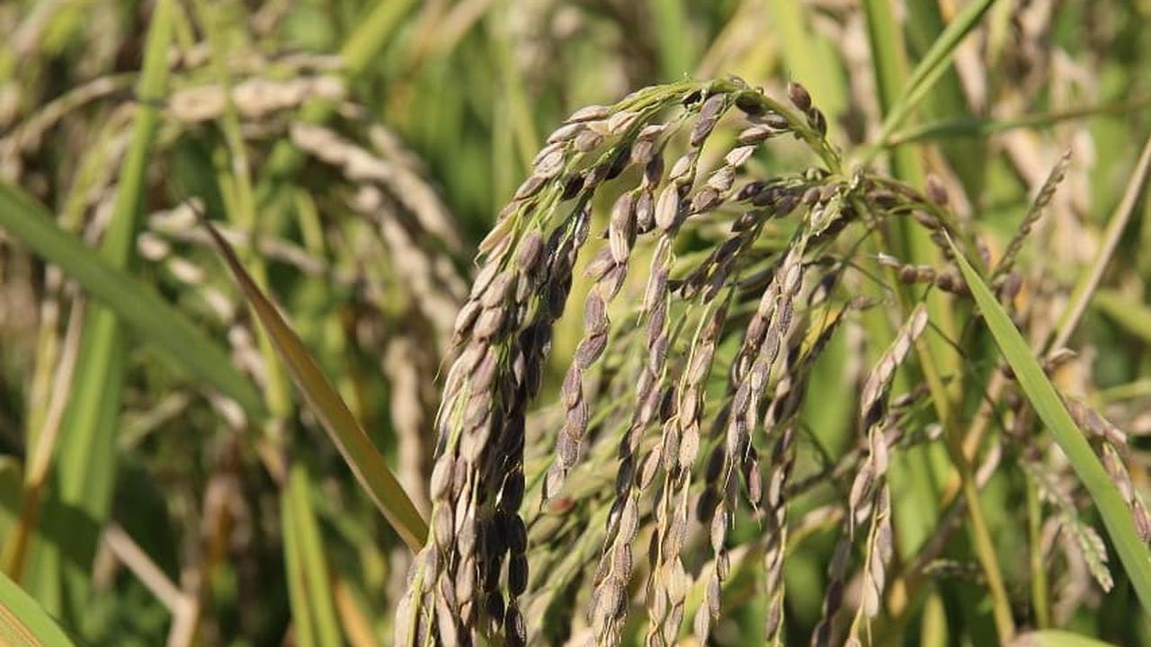 Pangan padi atau beras.