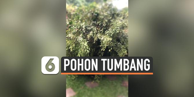 VIDEO: Pohon di Rumah Yuni Shara Tumbang Karena Hujan Deras