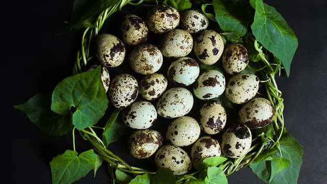 Rahasia Telur Puyuh Matang Sempurna, Pakai Trik Cuka Ini