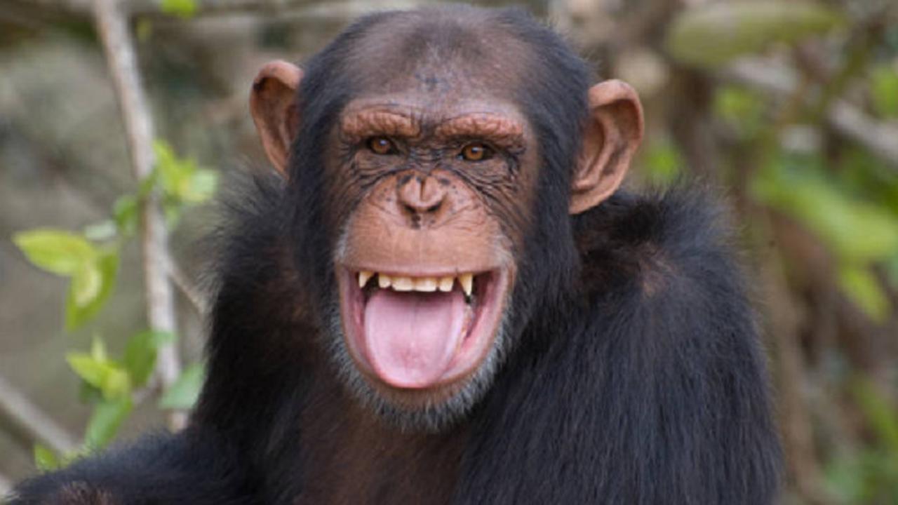 Ilustrasi simpanse (iStock)