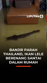 Banjir Parah Thailand, Ikan Lele Berenang Santai Dalam Rumah