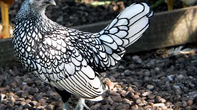 6 Potret Ayam Jenis Sebright, Unik Punya Bulu Bak Ilustrasi Gambar