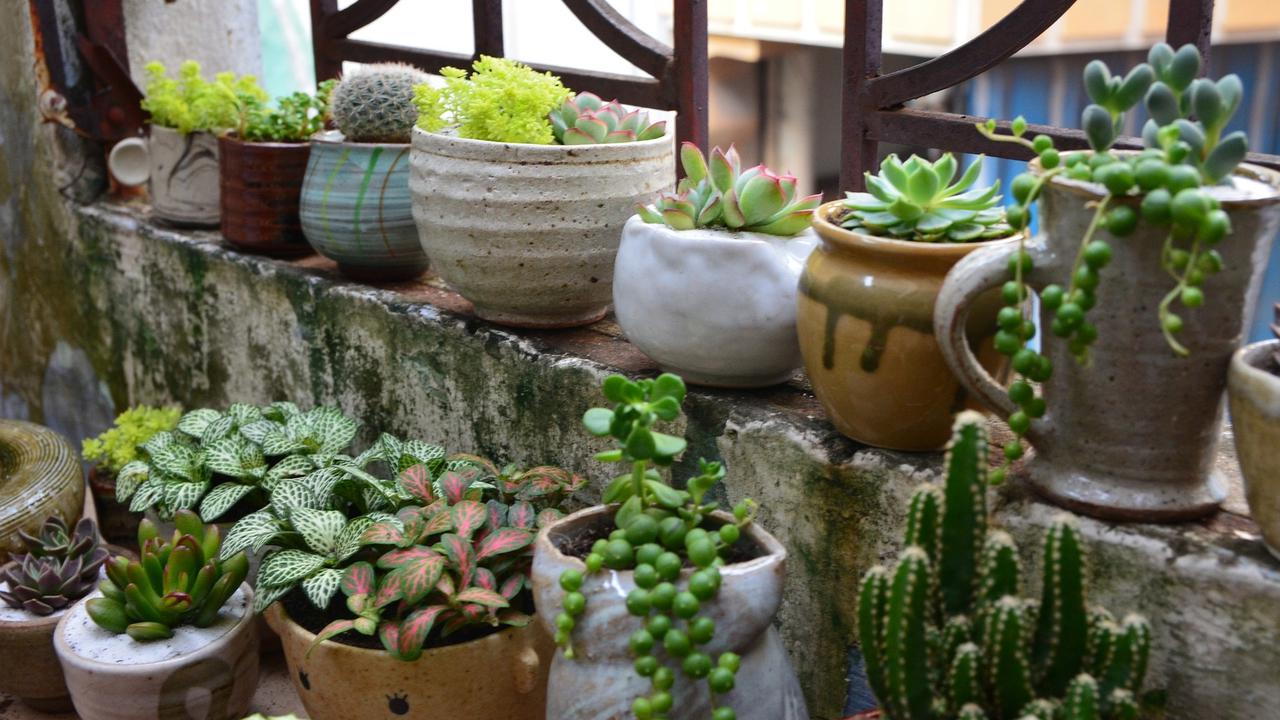 Ilustrasi Tanaman Hias