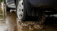 Musim Banjir, Waspada Ular Masuk Rumah hingga Sembunyi di Kolong Mobil