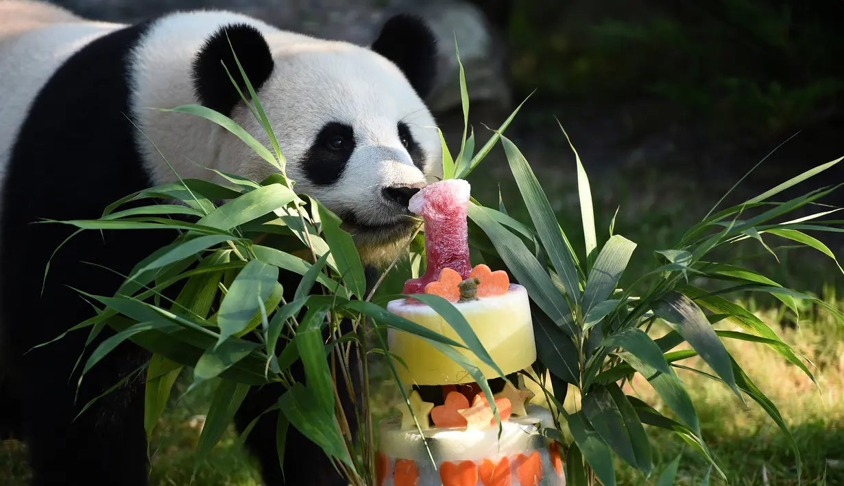 Panda Yuan Meng mencium kue ulang tahunnya di Kebun Binatang Beauval di Saint-Aignan-sur-Cher, Prancis (4/8). Yuan Meng yang lahir di Prancis saat ini telah berumur satu tahun. (AFP Photo/Guillaume Souvant)