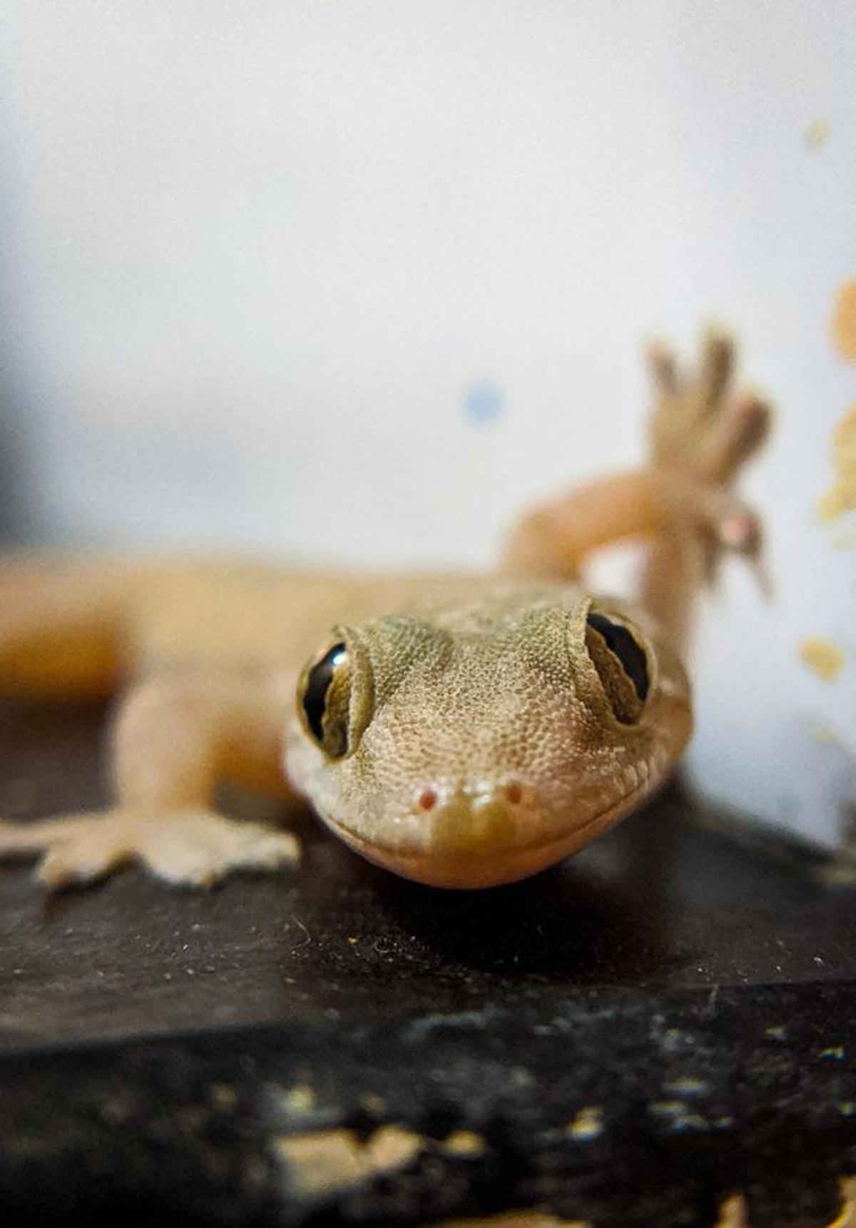 10 Tanda Rumah Kotor Banyak Cicak, Jangan Diabaikan