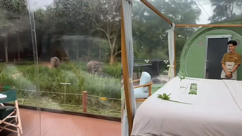 Anantara Golden Resort, Chiang Rai Thailand menawarkan penginapan resor unik dengan pemandangan langsung gajah di depan kamar