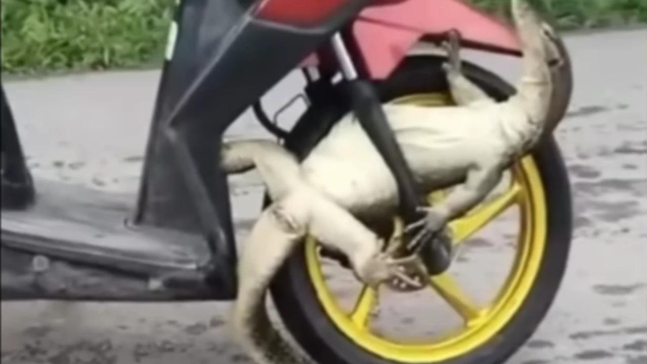 Biawak Jumbo 'Nebeng' di Motor Ibu-Ibu, Warganet Ngakak Lihat Videonya