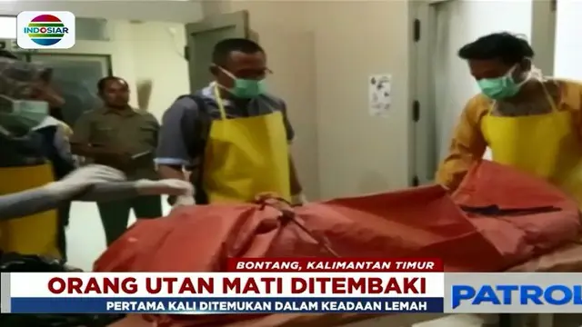Seekor anak oranghutan Taman Nasional Kutai, Kalimantan Timur, mati ditembak 100 peluru oleh orang tak bertanggung jawab.