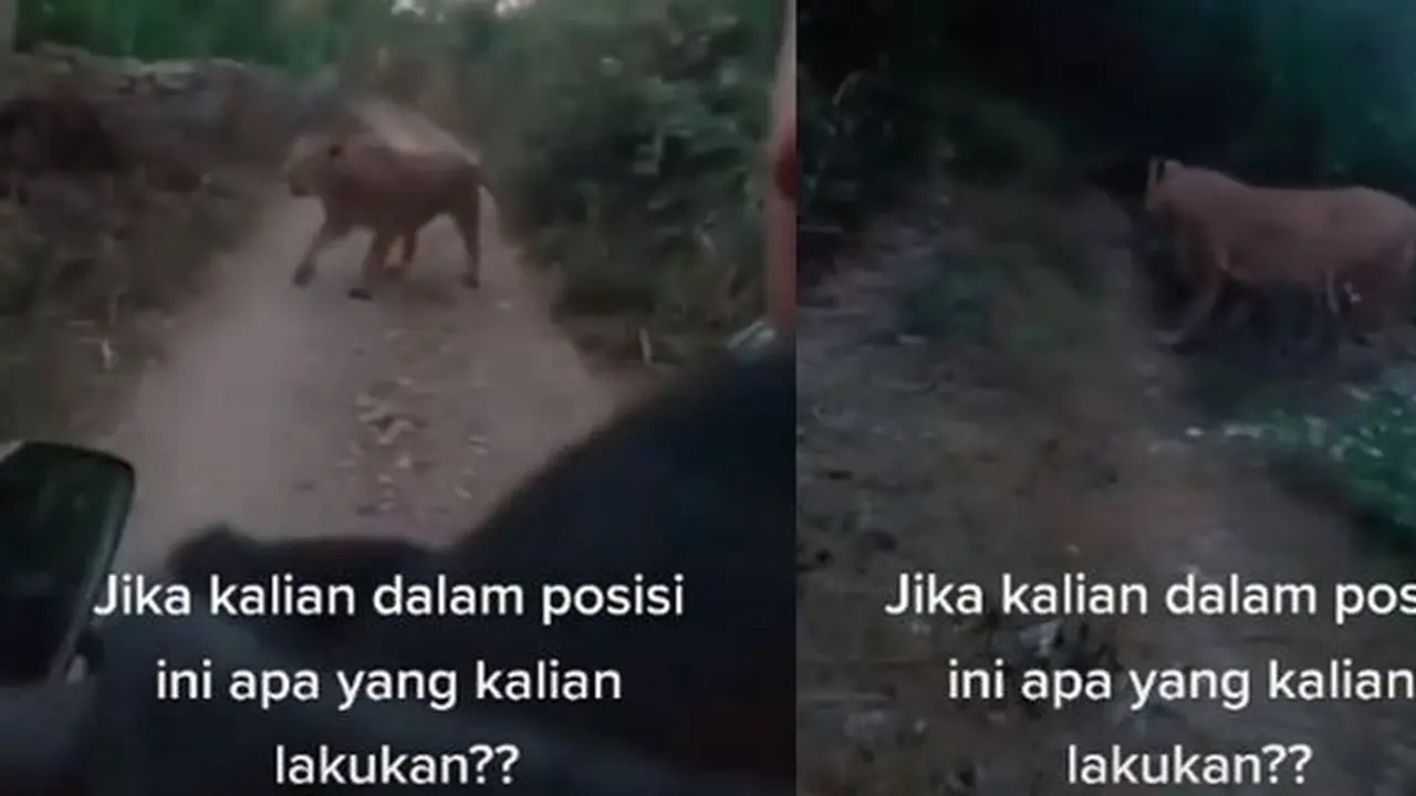 Pemotor diadang seekor singa (TikTok/@djamild71)