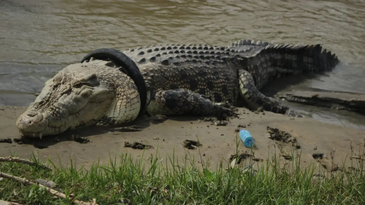 Buaya berkalung ban yang sempat Viral beberapa bulan lalu, akhirnya kembali menampakkan dirinya Foto: Saiful ProsesnewsID. (Afandi Ibrahim/Liputan6.com)