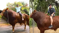 Irfan Hakim beberapa waktu lalu membawa pulang sapi jumbo untuk kurban Idul Adha 1444. Sapi yang diberi nama Wariso itu diboyong dari Purworejo, Jawa Tengah. Tidak hanya sampai disitu, Irfan juga kembali berburu hewan kurban untuk sang ibu. [Instagram/irfanhakim75/Youtube/deHakims channel]