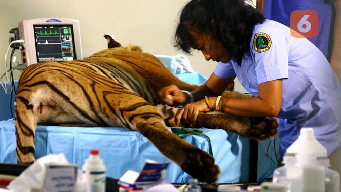 Dokter Yanti Perempuan Hebat Penyelamat Satwa Liar Di Rimba Sumatera Regional Liputan6 Com