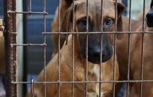 FOTO: Nestapa Anjing-Anjing di Peternakan Korea Selatan, Dipelihara untuk Dijadikan Makanan