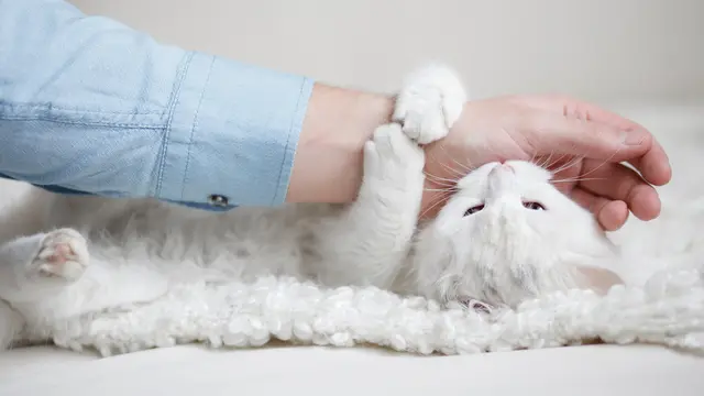 Tanda Cinta Kucing