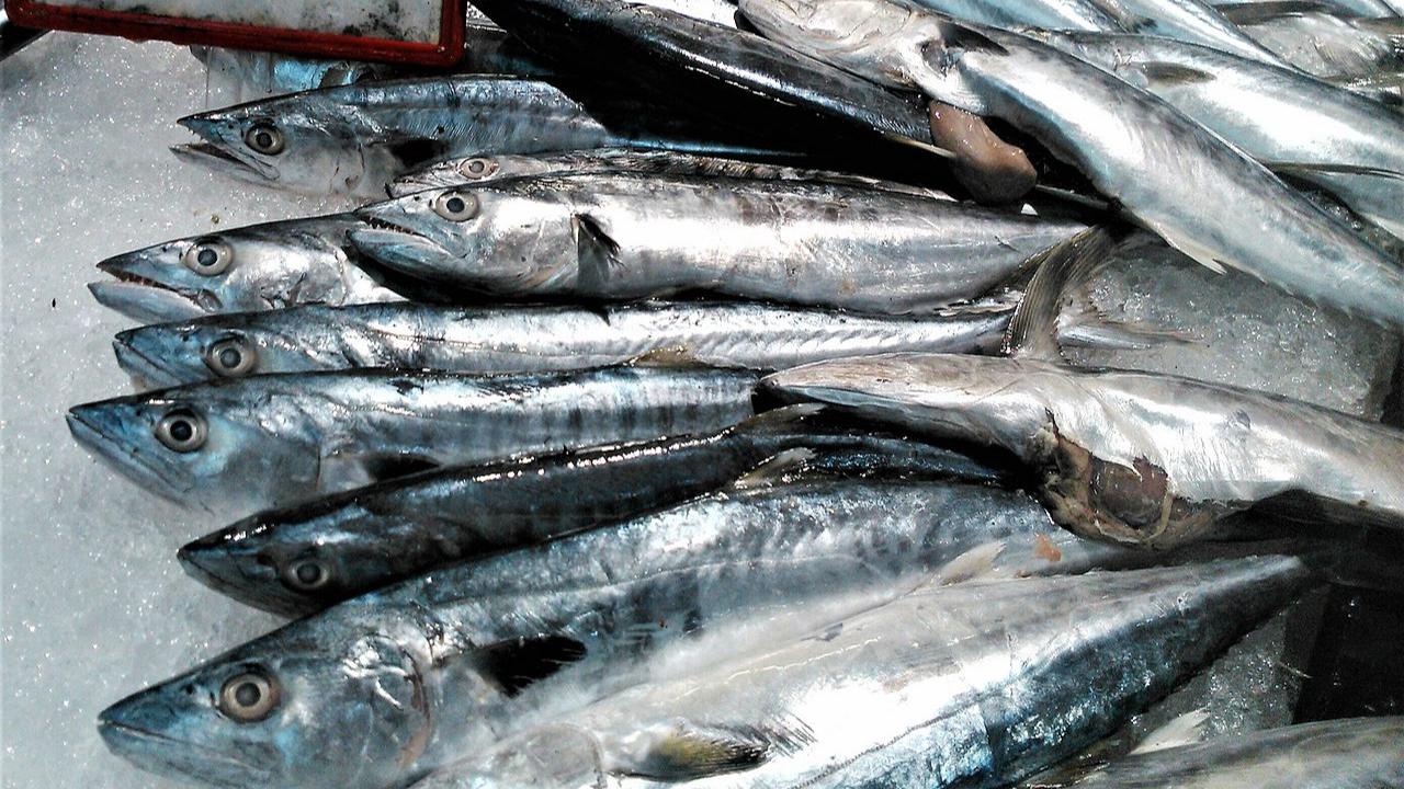ilustrasi ikan tenggiri