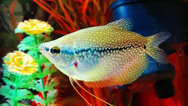 Jenis Ternak Ikan Hias Paling Menguntungkan