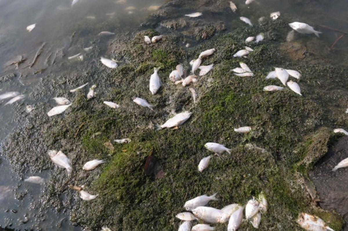 Jutaan ekor ikan berbagai jenis mati misterius di Pantai Ancol