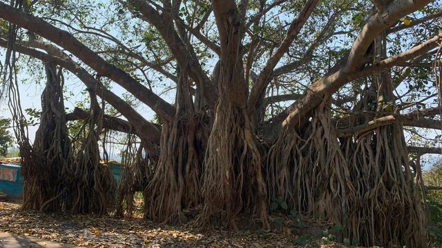 Ilustrasi pohon beringin