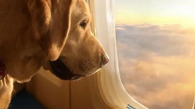 Tiket pesawat untuk anjing ludes terjual