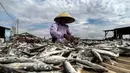 Aktivitas nelayan saat menjemur ikan asin di Muara Angke, Jakarta, Minggu (8/11/2020). Pandemi Covid-19 dan masuknya musim penghujan di Jakarta menyebabkan permintaan sekaligus produksi ikan asin di Muara Angke merosot hingga 50 persen. (merdeka.com/Iqbal Septian Nugroho)
