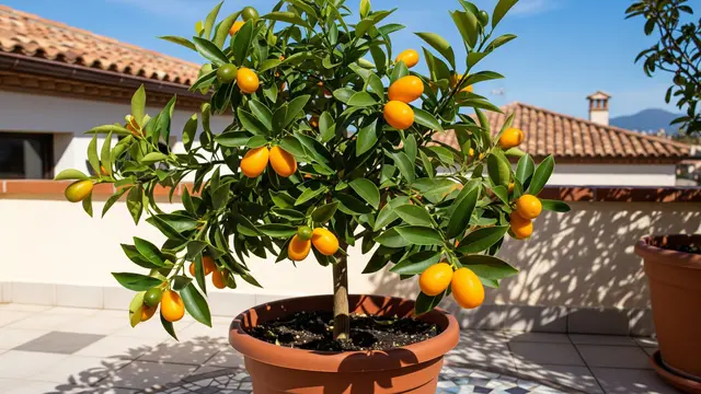 Kumquat (Citrus japonica)/Gemini AI
