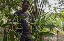 Produksi Hasil Hutan Bukan Kayu Maluku Capai 3.432 Ton Semester I-2026: Dorong Ekonomi dan Kelestarian Hutan