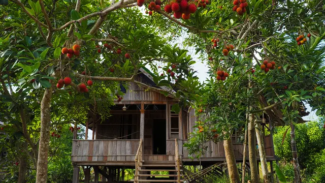 Ide Rumah Sederhana Sejuk di Desa dengan Pohon Buah (AI)