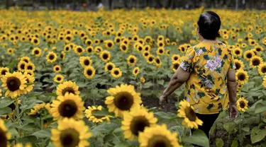 Seorang perempuan berjalan melalui ladang bunga matahari di Wachirabenchathat Park di Bangkok pada 20 Januari 2022. Bunga matahari yang bermekaran pada November hingga Januari menjadi daya tarik wisatawan. (Jack TAYLOR / AFP)