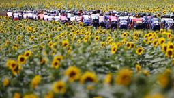 Sejumlah pembalap sedang melaju diantara kebun bunga matahari pada etape ke-14 balap sepeda Tour de France 2021 yang menempuh jarak 183 km, dari Carcassonne menuju Quillan, pada 10 Juli 2021. (AFP/Thomas Samson)