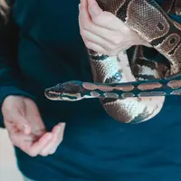 ilustrasi ular/Davyd Bortnik/pexels