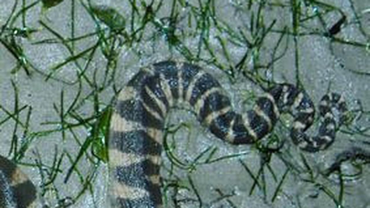 <b>1. Ular Kadut (Acrochrodus Granulatus)</b>