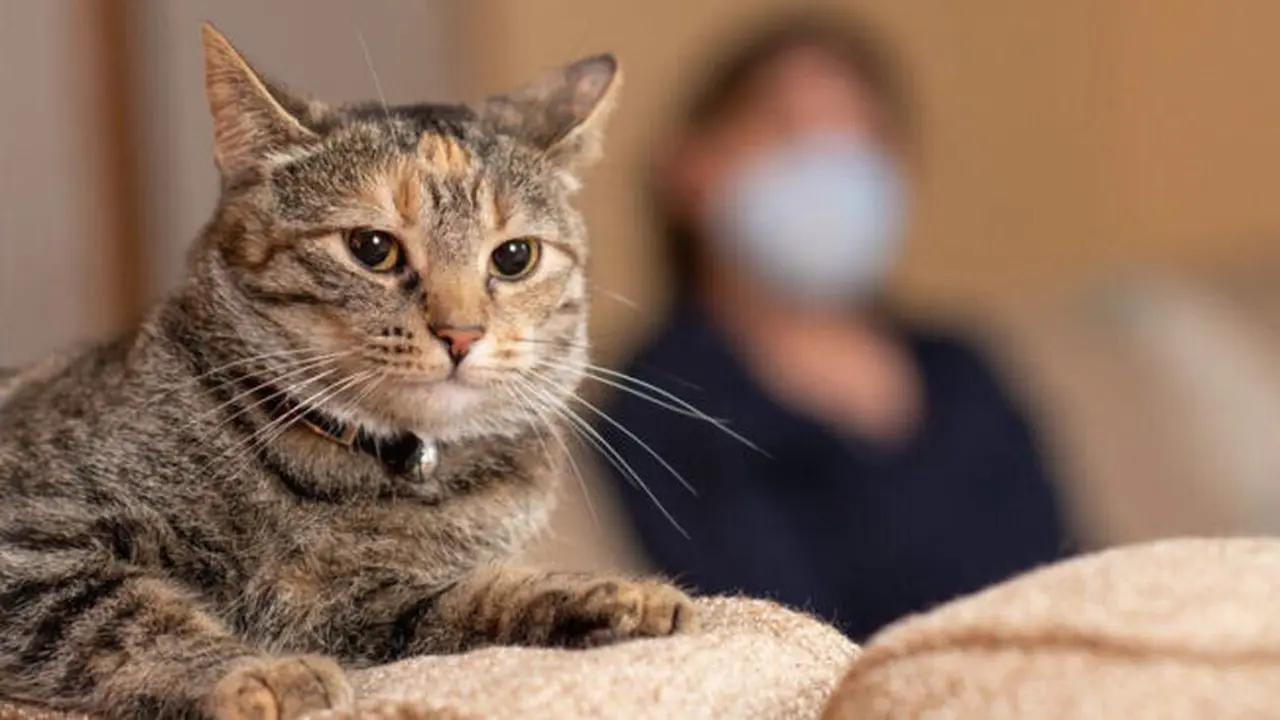 4 Alasan di Balik Kebiasaan Kucing Suka Menggaruk Barang-Barang di Rumah