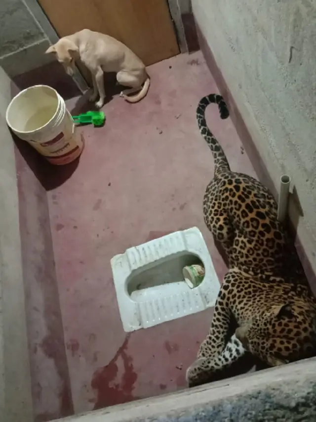 Bikin Tegang, Seekor Anjing Terjebak Selama Tujuh Jam di Toilet Bersama Macan Tutul.