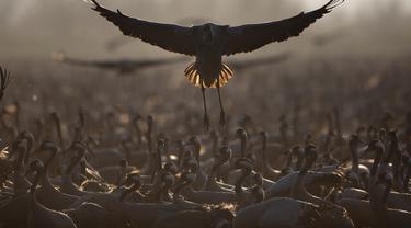 Kawanan burung bangau yang melakukan migrasi berkumpul di kawasan konservasi Danau Hula, utara Laut Galilea, Israel, Rabu (24/2/2021). Lebih dari setengah miliar burung dari sekitar 400 spesies berbeda melewati Lembah Jordan ke Afrika dan kembali ke Eropa sepanjang tahun ini. (AP Photo/Oded Balilty)