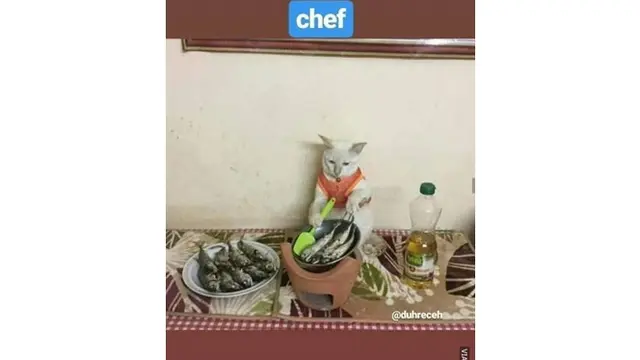 6 Kelakuan Kucing saat di Dapur Ini Bikin Geleng Kepala