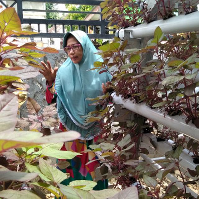 Akrobat Warga Bangselok Manfaatkan Lahan Sempit Dengan Hidroponik