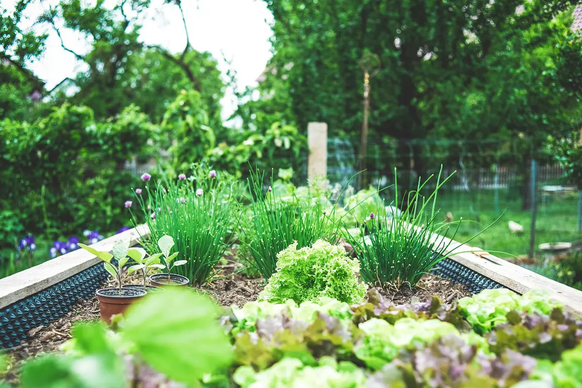 Ilustrasi Kebun Sayur di Rumah