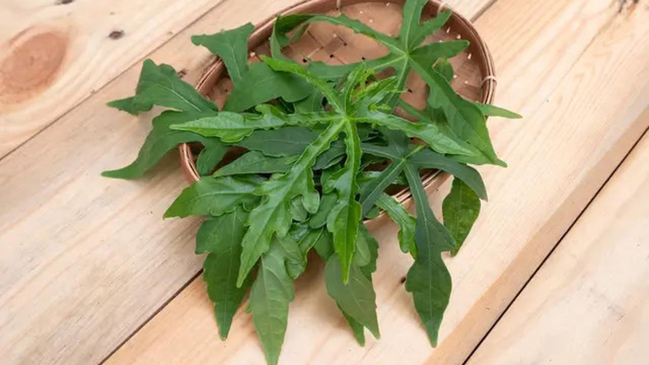 Manfaat Daun Pepaya untuk Menurunkan Kolesterol Secara Alami