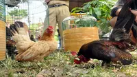 Ayam serama memiliki keunikan dan perawatan relatif mudah sehingga menjadi daya tarik untuk dikembangbiakkan.
