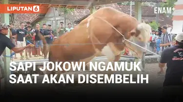 Sapi Kurban Jokowi di Blora Ngamuk Saat Akan Disembelih