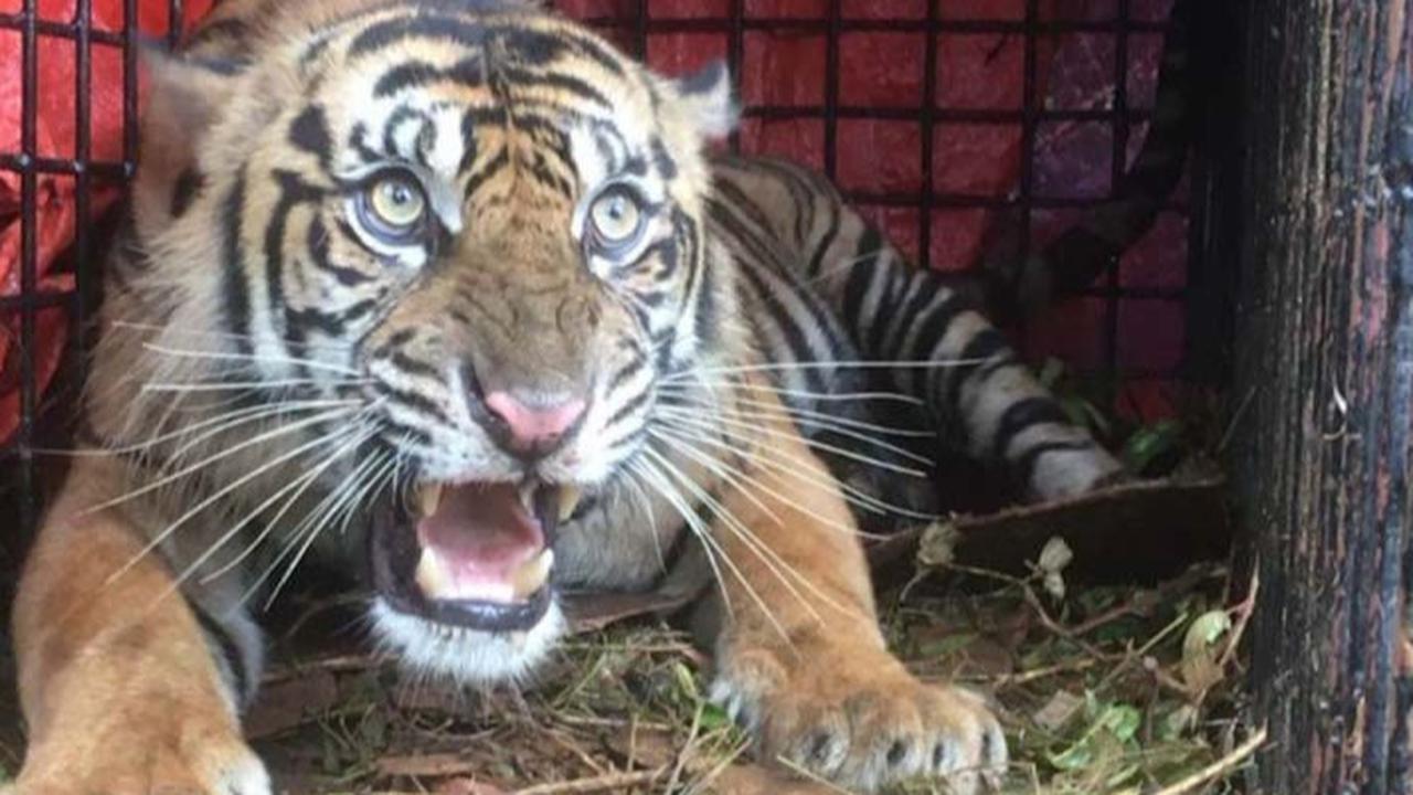 Mengenal Harimau Sumatra, Predator Langka yang Terancam Punah di Indonesia