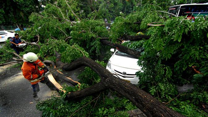 Hati-Hati Ada Pohon Tumbang di Jakarta Pusat, 3 Orang Luka-luka