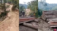 Pembalakan Liar Marak di Lampung, Warga Khawatir Bencana Merundung