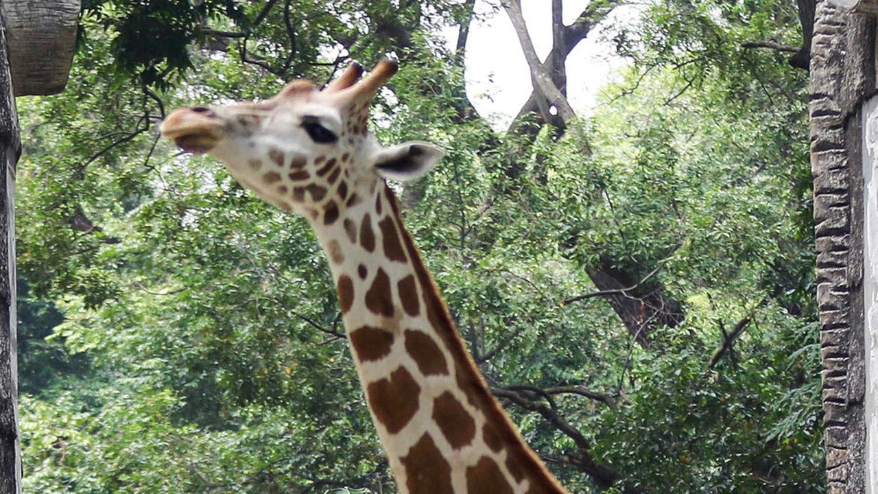 Hari Ini Taman Margasatwa Ragunan Tutup, Satwa-Satwa Istirahat