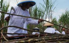 Pemerintah Targetkan Swasembada Gula dalam 5 Tahun, Fokus Tingkatkan Produktivitas Tebu