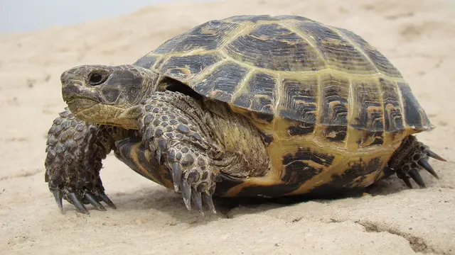 Russian Tortoise