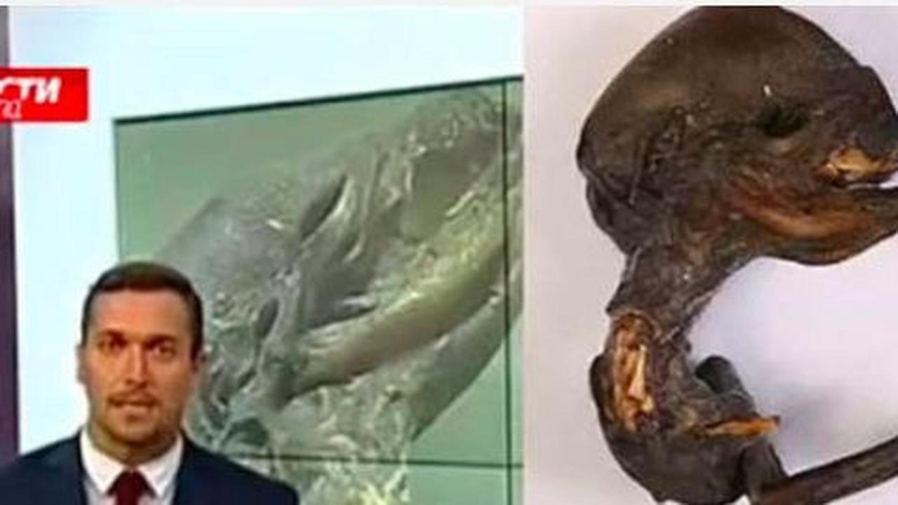 Warga temukan sosok bangkai mirip alien di Rusia